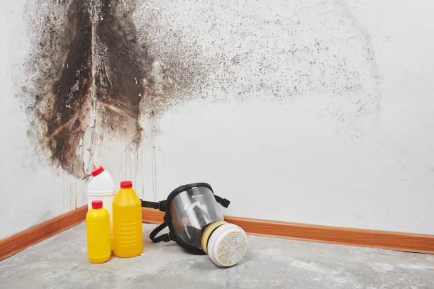 Best Industrial Mold Remediation in West Dennis, MA