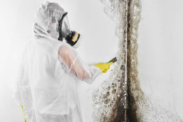 Best Crawl Space Mold Remediation in West Dennis, MA