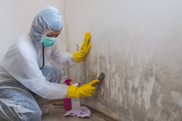 Best Preventive Mold Services in West Dennis, MA