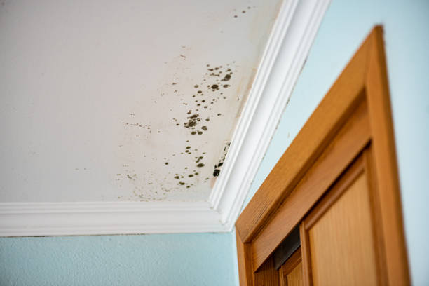 Best Localized Mold Remediation (e.g., coastal areas, humid climates) in West Dennis, MA