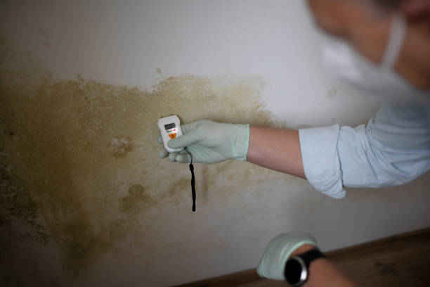 Best Emergency Mold Remediation in West Dennis, MA