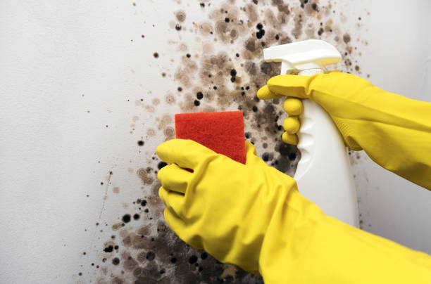 Best Insurance-Related Mold Remediation in West Dennis, MA