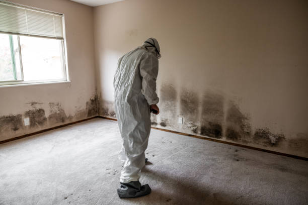 Best Mold Testing and Inspection Services in West Dennis, MA
