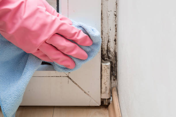 Best Crawl Space Mold Remediation in West Dennis, MA